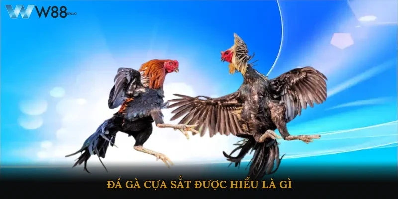 Đá gà cựa sắt được hiểu là gì?