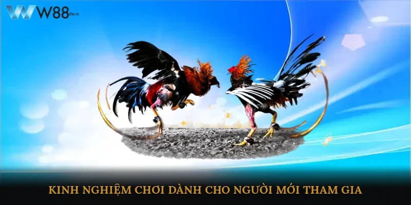 Kinh nghiệm chơi dành cho người mới tham gia 